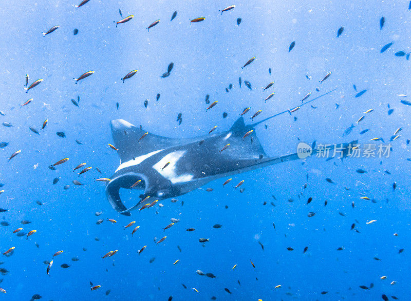 海洋蝠鲼(Manta birostris)游过清洁站珊瑚礁。在世界自然保护联盟的红色名单中，这些优雅的动物正在成为野外罕见的景象。